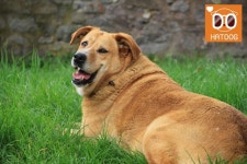 하트독, 반려견 대중 웰빙라이프 식당 추천