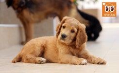 하트독, 반려견 수영장 맛집 펜션 추천