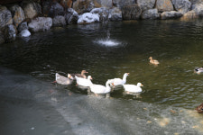 크리스마스에는, 휘바 핀란드 양떼 목장