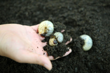 꼬마 파블로를 위해, 양평 곤충박물관