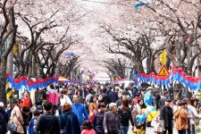 2019 제주 왕벚꽃축제 29~31일 개최