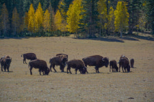 미국 그랜트캐니언 들소 개체 줄이기 사업…지원자 4만5천명
