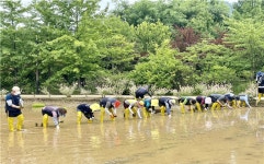 아이들과 함께 서울식물원, 푸른수목원 습지원에 토종벼 조성
