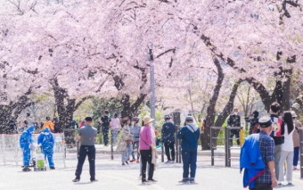 4년만에 열리는 '여의도 봄꽃축제'...언제부터?