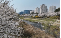 인파 피하고 싶다면 여기…성남 벚꽃길 추천