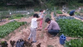 리포터의 텃밭 가꾸기 체험기