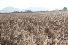 [리포터 생생 여행기] 가을 낭만 느끼러 3대가 순천만으로 출동