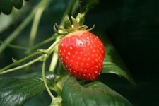 부천 어디까지 가보았니 ‘딸기체험농장’