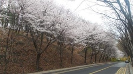 방배 도구머리공원 벚꽃 길