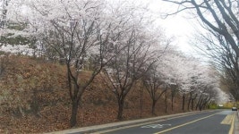 방배 도구머리공원 벚꽃 길