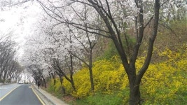 방배 도구머리공원 벚꽃 길