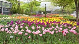 [ 신구대학교 식물원 둘러보기]꽃들에게 반하고 꽃향기에 취하다
