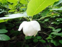 인제 점봉산 ‘곰배령’을 가다