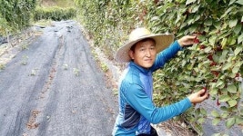 문경오미자 푸른언덕농원 축제 맞춰 좋은 가격 출하