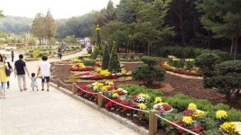 부천 꽃 축제 이모저모_국화와 마주한 어느 날