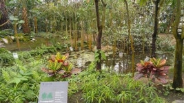 따뜻한(?) 데이트 코스 - 한밭수목원 열대식물원