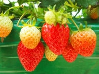 [수원 도심 속 딸기 체험장]똑똑똑…, 딸기와 함께 봄도 따 보세요~