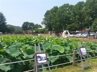 당수동 시민농장의 ‘연꽃과 함께하는 다래기 장터’를 가다~