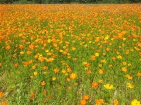 당수동 시민농장의 ‘연꽃과 함께하는 다래기 장터’를 가다~