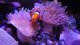 “내 집에 바다를 옮겨보세요~”