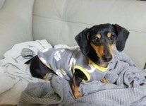 강남구여성능력개발센터 ‘반려동물 의류&용품제작’