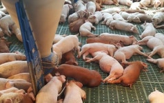 [악취로 덮힌 축산, 발붙일 곳 없다│③축산환경개선 의무화] 악취없는 축산농장 20배 늘린다