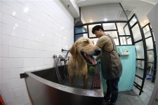 [반려견 위한 셀프목욕 매장을 찾아서]대형견에서 소형견까지 편리하고 위생적인 시설 갖춰 인기