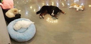 [분당·용인지역 반려견 호텔]반려견과 가족, 모두의 행복한 시간