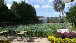 [보고, 먹고, 즐기는 힐링 나들이~]연꽃 만나러 떠나볼까!!