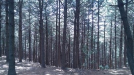 [도솔 둘레길을 함께 걷다④ - 천안을 한눈에 조망할 수 있는 왕자산]우거진 숲과 오솔길, 그리고 그 끝에 잠든 아픈 역사