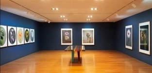 [정자동 아트스페이스J ‘꽃의 초상’展]한 폭의 초상화로 다시 피어난 꽃