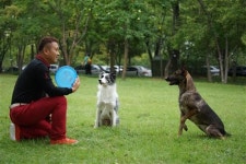 [분당·용인 반려견 교육 기관]행복한 공존, 사랑과 함께 기본 규범부터 교육해야