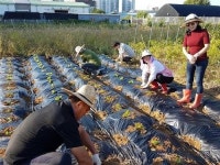 일산서구 가좌동 ‘초림 가족 주말농장’ 텃밭 분양