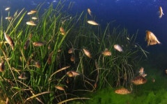 바다숲 3107ha, 바다목장 20개 조성