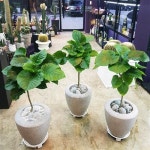 [분당·용인에서 홈 가드닝 배우기]계절을 담은 나의 작은정원