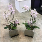 [분당·용인에서 홈 가드닝 배우기]계절을 담은 나의 작은정원