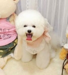 반려견의 변신은 무죄(?)