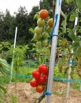 아시아로하스 인증 친환경 주말농장 <산천초목 주말농장> 텃밭 분양