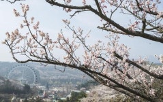 수도권 최초 매화정원 하늘매화길