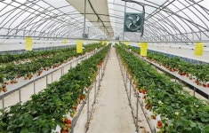 [우리동네 딸기수확 체험교육농장]맛 좋고 몸에 좋은 신선한 딸기 따러 오세요!