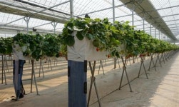 [우리동네 딸기수확 체험교육농장]맛 좋고 몸에 좋은 신선한 딸기 따러 오세요!