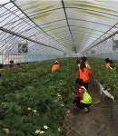 [분당ㆍ용인지역에서 갈 수 있는 딸기체험 농장]넌 딸기만 먹니? 난 나들이와 체험도 동시에 즐긴다!