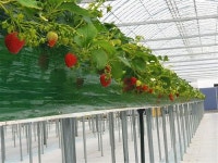 [분당ㆍ용인지역에서 갈 수 있는 딸기체험 농장]넌 딸기만 먹니? 난 나들이와 체험도 동시에 즐긴다!