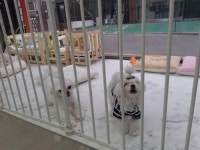 프리미엄 애견 미용실 & 놀이방 ‘윤살롱’