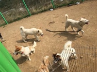 [용인시 동물보호센터]“반려동물 이제 사지 말고 입양하세요”