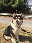 [용인시 동물보호센터]“반려동물 이제 사지 말고 입양하세요”