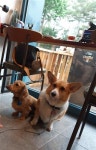 [우리 동네 펫 프랜들리(Pet-friendly) 공간]사랑하는 반려동물과 어디든 함께 가세요~