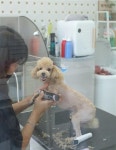보이는 애견 미용실 ‘woof cut(우프컷)’