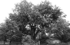 상주 두곡리 뽕나무 천연기념물 되다