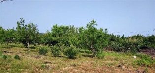 [우리지역 매실체험농장]제철 맞은 매실, 아이들과 함께 따보세요~